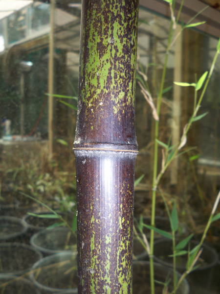 Black Bamboo in Early Growth